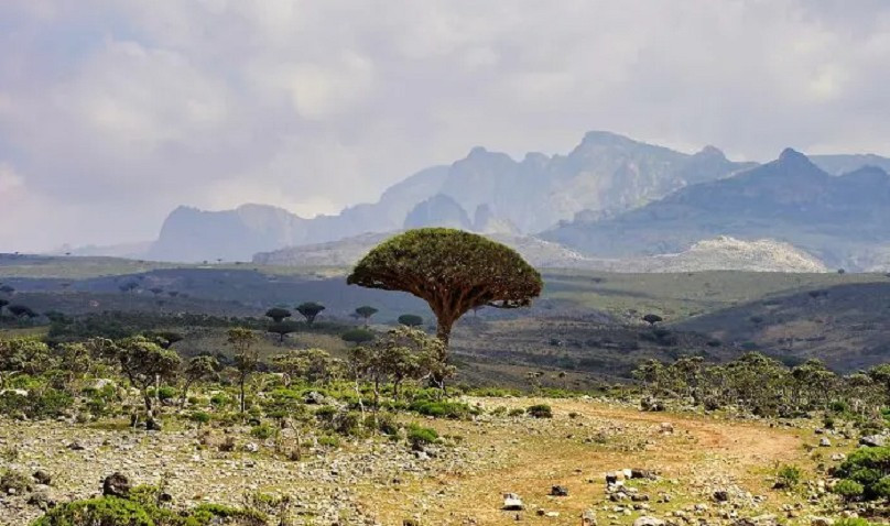Socotra là một hòn đảo biệt lập của Yemen. Socotra nổi tiếng với hệ thực vật đặc hữu đa dạng bậc nhất thế giới và những cảnh quan độc đáo.