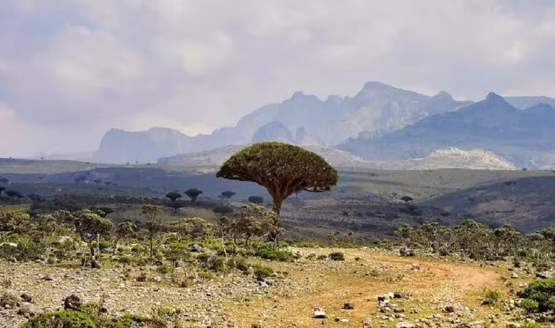 Socotra là một hòn đảo biệt lập của Yemen. Socotra nổi tiếng với hệ thực vật đặc hữu đa dạng bậc nhất thế giới và những cảnh quan độc đáo.