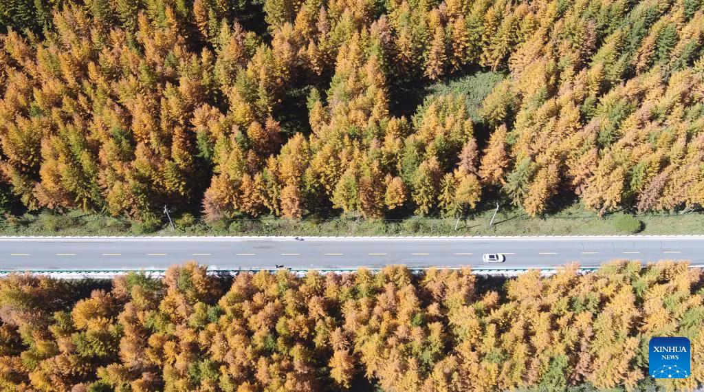 Quang cảnh mùa thu ở huyện Weiyuan, thành phố Dingxi, tỉnh Cam Túc, tây bắc Trung Quốc.