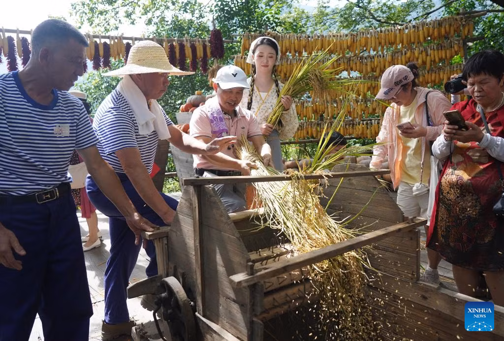 Du khách trải nghiệm hoạt động tuốt lúa truyền thống tại lễ hội thu hoạch của nông dân Trung Quốc ở huyện Vụ Nguyên, tỉnh Giang Tây, ngày 23/9. Ảnh: THX.