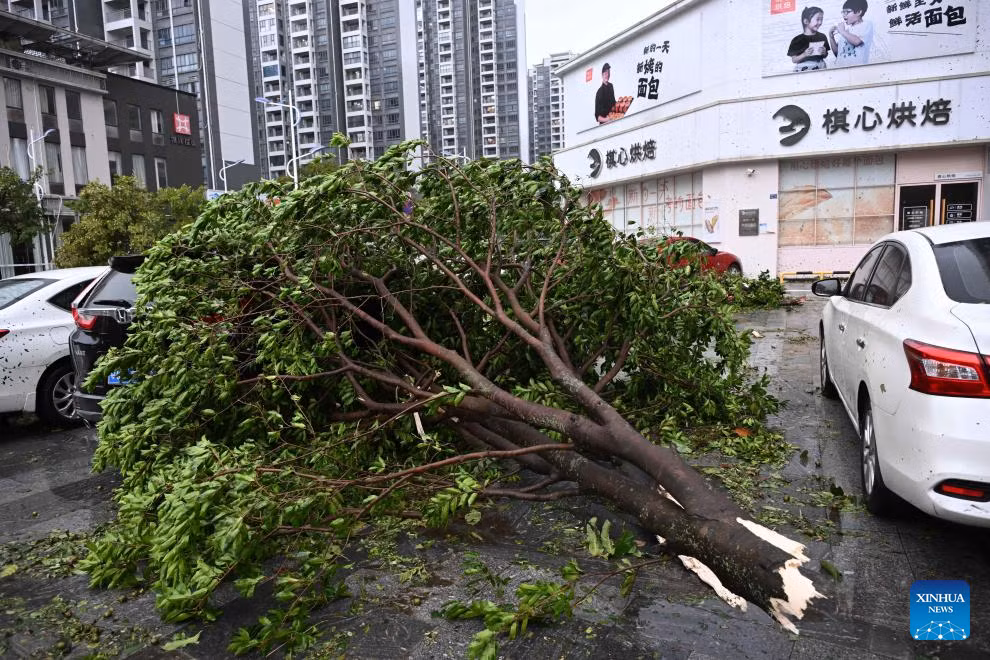 Một cành cây gãy rơi xuống khu vực bãi đậu xe ở thành phố Dương Giang ngày 24/9. Ảnh: THX.