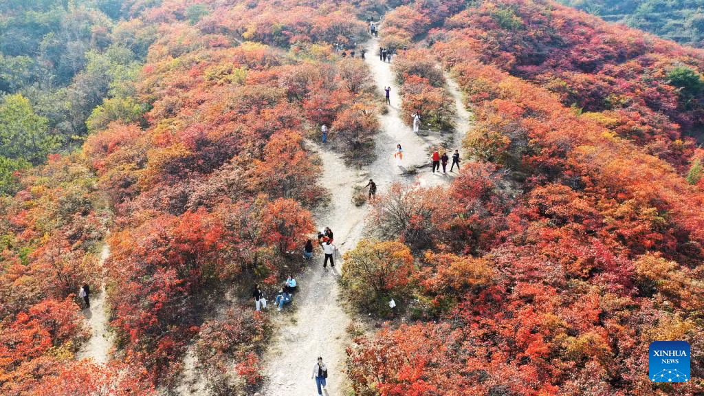 Cảnh sắc mùa thu tuyệt đẹp ở thành phố Du Châu, tỉnh Hà Nam, miền trung Trung Quốc.