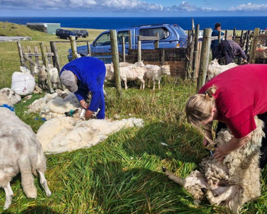 Người dân địa phương xén lông cừu.