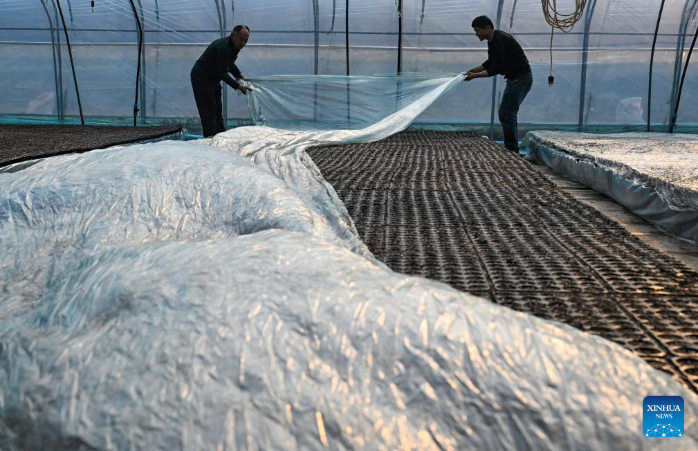 Người dân phủ ni lông lên các luống cây mới gieo để giữ ấm tại Hạ Ấp, thành phố Thương Khâu, tỉnh Hà Nam, ngày 11/12. Ảnh: Xinhua News.