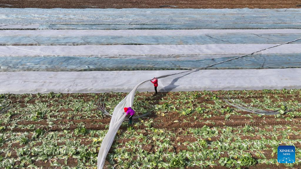 Nông dân che phủ cây trồng để chống sương giá tại Guangrao, thành phố Đông Dinh, tỉnh Sơn Đông, ngày 11/12. Ảnh: Xinhua News.