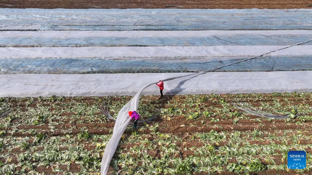 Nông dân che phủ cây trồng để chống sương giá tại Guangrao, thành phố Đông Dinh, tỉnh Sơn Đông, ngày 11/12. Ảnh: Xinhua News.