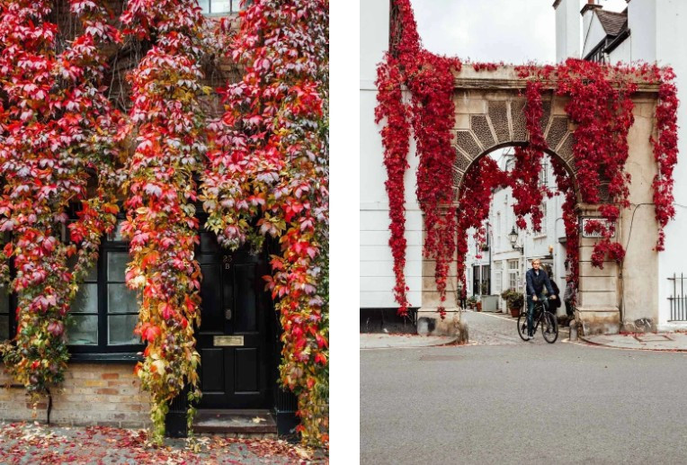 Kynance Mews là một con đường đẹp và nổi tiếng ở khu South Kensington, London. Là một điểm đến nổi tiếng trên Instagram, nơi đây luôn giữ được nét đặc trưng quanh năm nhờ những thảm hoa và tán lá tuyệt đẹp. Vào mùa thu, những dây leo lá đỏ rủ xuống vòm đá sa thạch ngăn cách con đường lát đá cuội với đường chính.