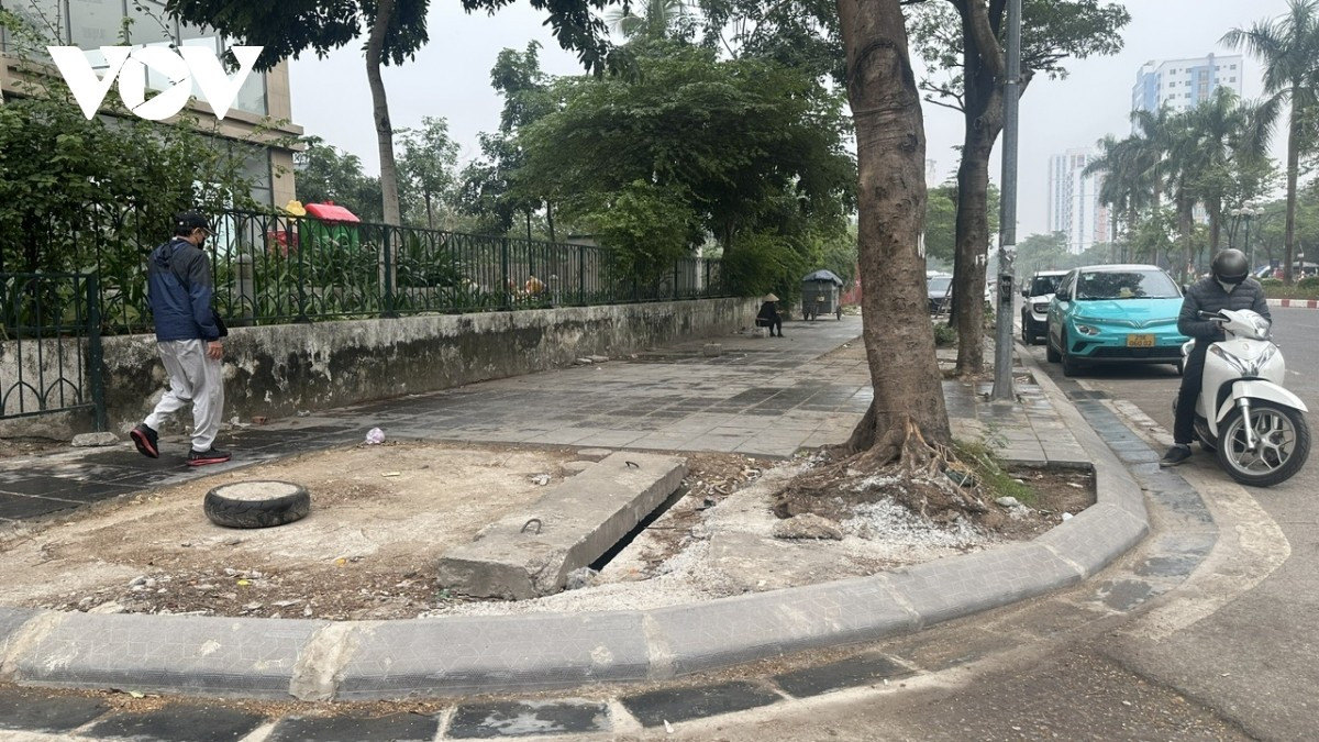 Phần rễ chính của cây lộ hẳn trên mặt đất.