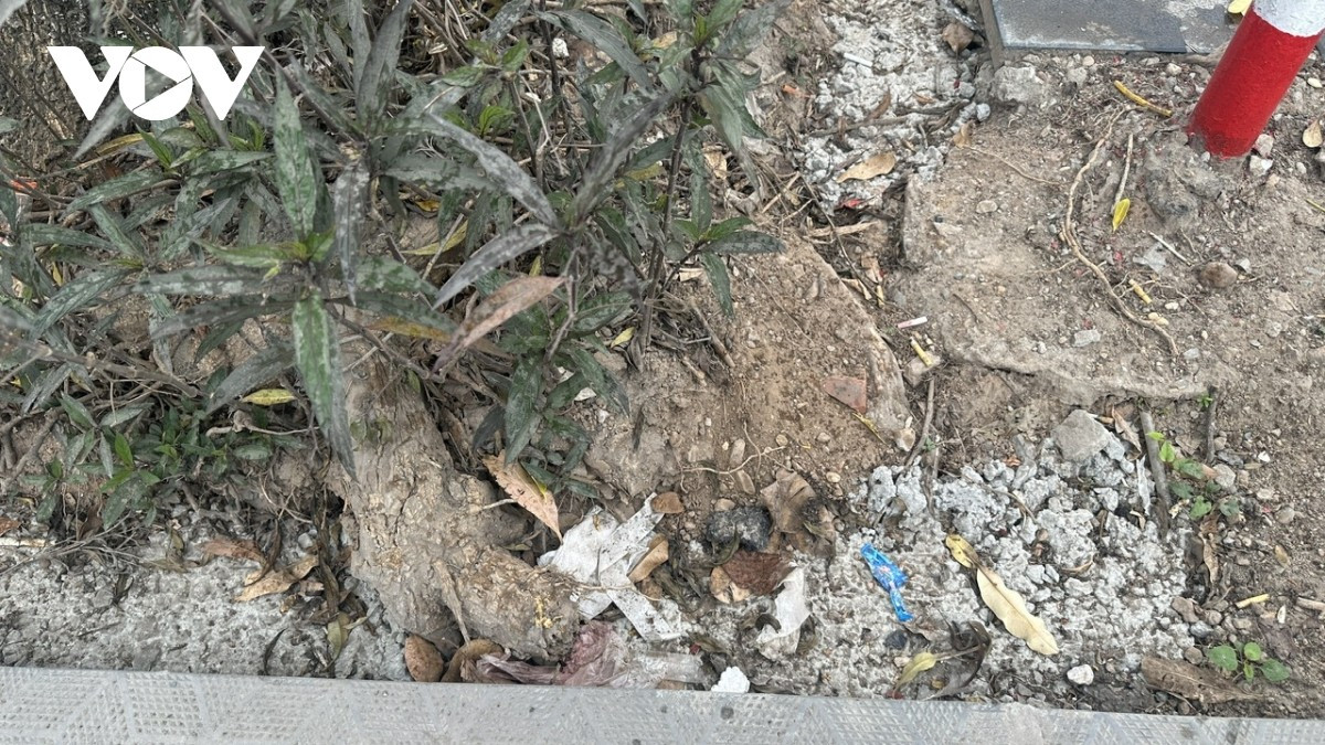 Người dân lo ngại gốc cây bị bịt kín, nhiều cây rễ ngang bị xâm hại khiến cây khó có thể phát triển tốt.