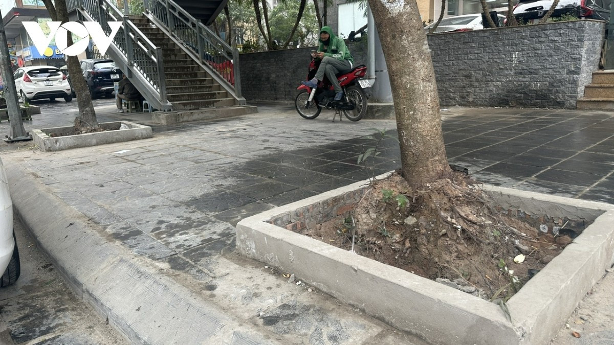 Cây bị trồi rễ có dấu hiệu nghiêng.