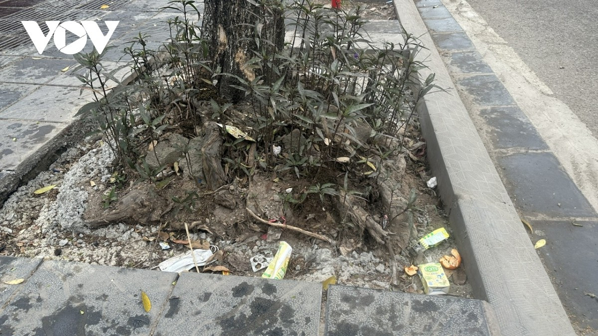 Rễ cây lộ hoàn toàn trên mặt đất.