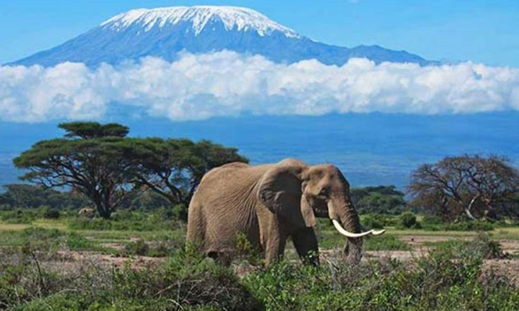 Núi Kilimanjaro ở Tanzania với đỉnh núi phủ tuyết "lấp lánh" trên những đám mây. Suốt nhiều năm, đỉnh núi băng giá này tượng trưng cho sự hùng vĩ của Châu Phi.