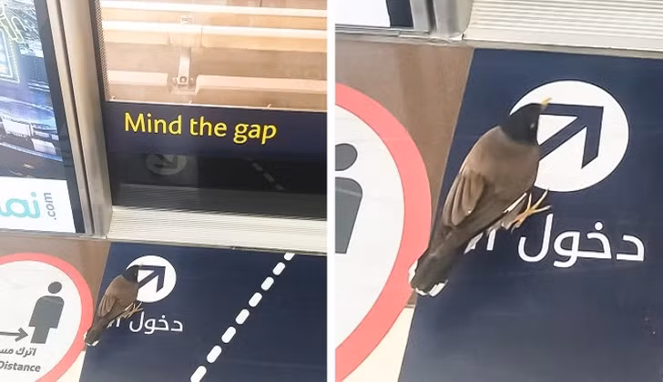Và chú chim này đang chờ để vào tàu điện ngầm.