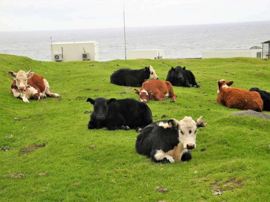 Đàn bò nằm trên cánh đồng ở Tristan da Cunha.