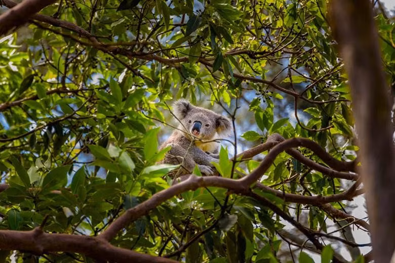 Theo Travel Nation, khoảng 80% các loài động vật và thực vật ở Australia là loài đặc hữu. Ảnh: TN.