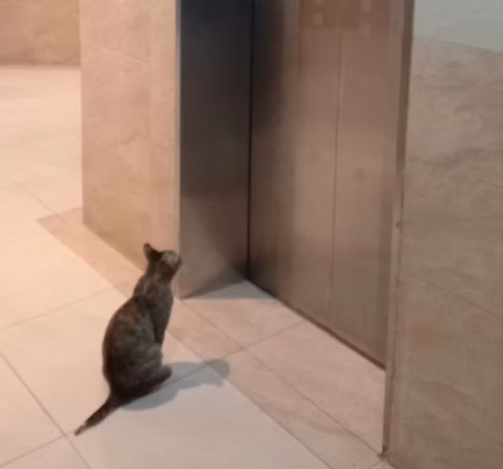 "Tôi thấy một chú mèo 'lịch sự' chờ thang máy mở", người đăng bức ảnh này viết.