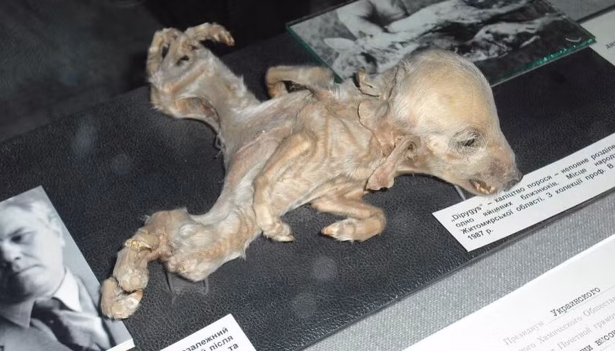 Thảm họa Chernobyl ngày 26/4/1986 tại Pripyat, Ukraine, là thảm họa hạt nhân thảm khốc nhất trong lịch sử. Bức ảnh rùng rợn này chụp chú lợn con đột biến ở Chernobyl.