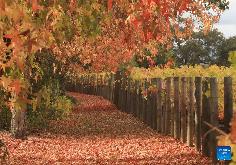 Cả thung lũng chuyển mình trong sắc vàng và đỏ rực rỡ của lá cây.
