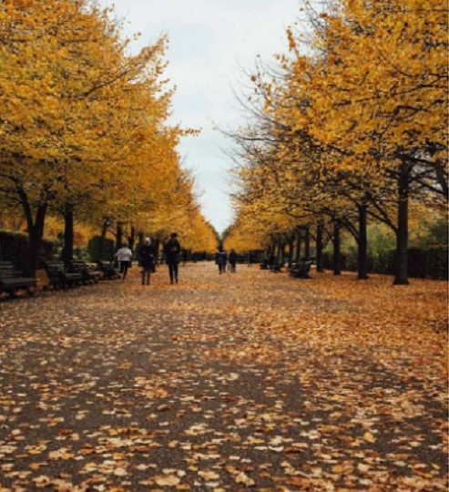 Công viên Regent là một trong những điểm đến ngắm lá mùa thu tuyệt vời nhất ở trung tâm London.