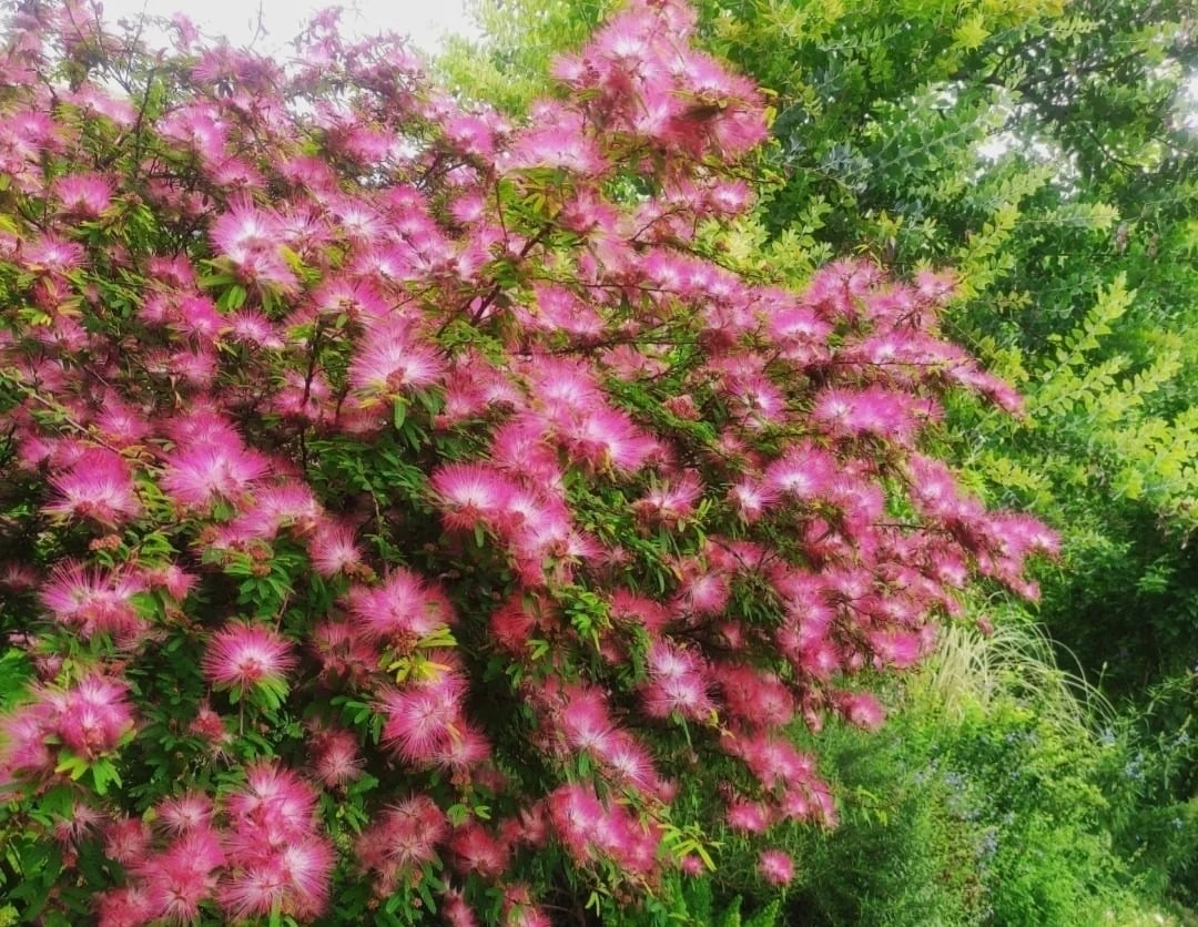 Cây cảnh nở hoa 10 lần/năm, biểu tượng của hạnh phúc êm ấm