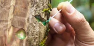 Loài cây hút 'vàng xanh' từ đất, tất cả nhờ công nghệ thần thánh này