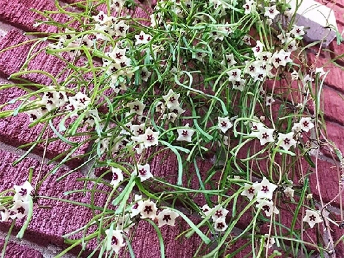 Cây cảnh "mớ que" độc lạ, hoa như sao Trời... hút may mắn