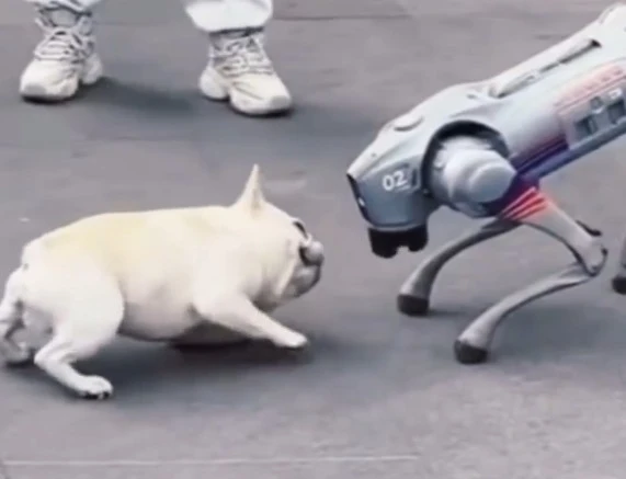 Chó thật mệt lử khi đối đầu chó robot AI giữa phố