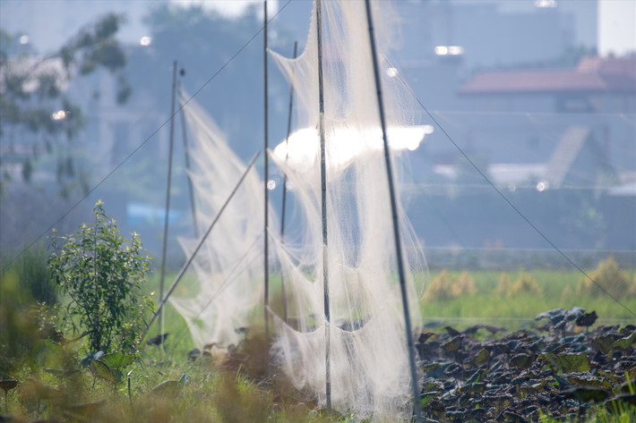 Trong khi đó, ở bên ngoài, những kẻ tàn sát chim hoang dã đã giăng sẵn “thiên la địa võng” chờ đàn chim sa lưới.