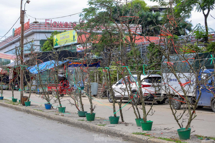 Hoa lê trắng được bày bán dọc đường Âu Cơ.