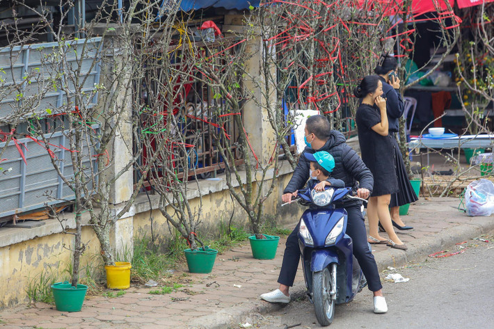 Vẻ trắng muốt, độ bền lâu của hoa lê khiến nhiều người dân Thủ đô mê mẩn.