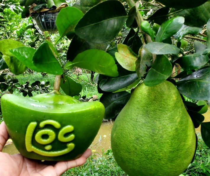 Bưởi tạo hình thỏi vàng có giá 1,2 – 1,5 triệu đồng/cặp.
