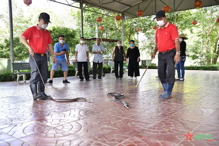 Những chú rắn cực độc "làm duyên" với khách tham quan.