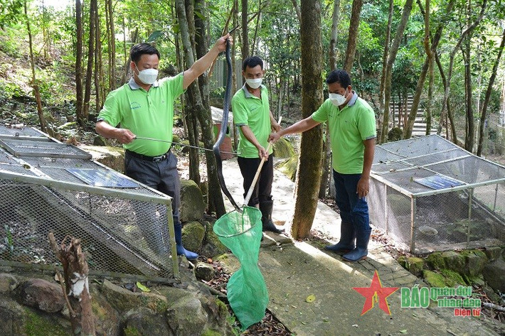 Nhân viên Trại rắn Đồng Tâm cơ sở 2 (TP Phú Quốc) chăm sóc rắn.