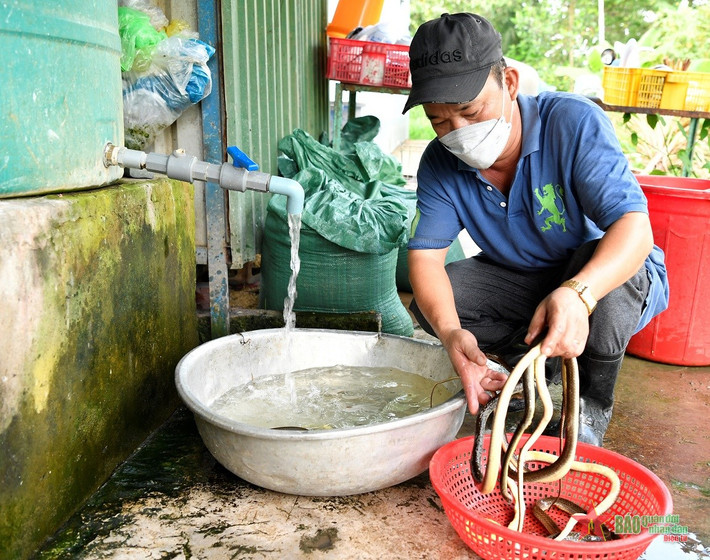 Nhân viên Trại rắn Đồng Tâm chuẩn bị mồi cho rắn hổ chúa.