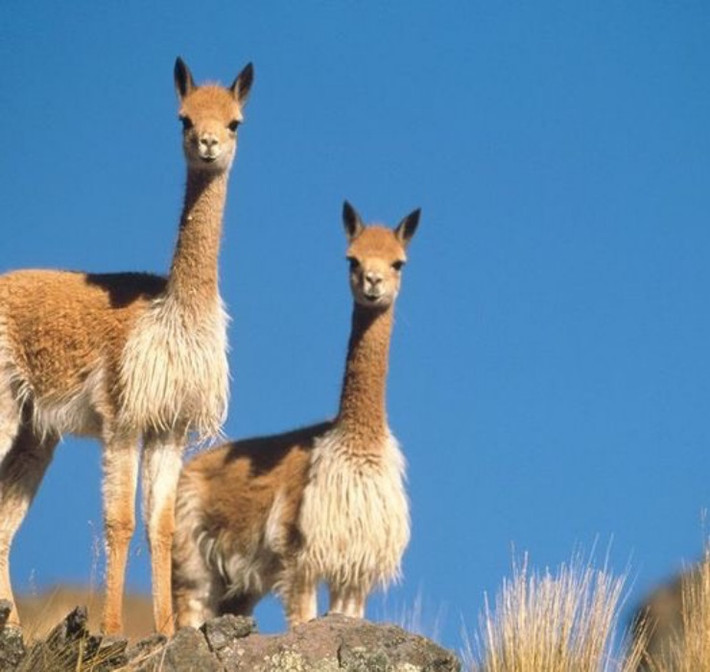 Lạc đà Vicuña có tên khoa học là Vicugna vicugna, chúng chỉ sống trên vùng núi cao của dãy Andes.
