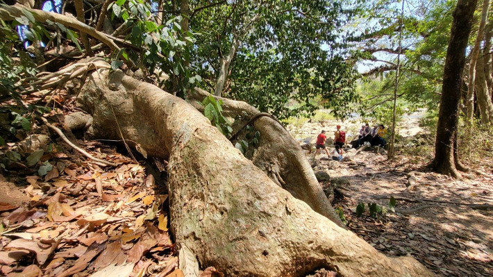 Chỉ là một nhánh rễ cây cổ thụ, nhưng cũng khiến du khách trầm trồ.