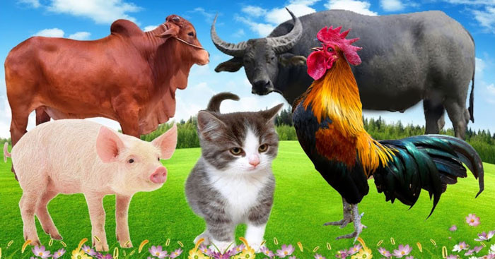 Một ngôi nhà tốt về mặt phong thủy là phía trước, khu vực minh đường rộng rãi ở không gian mặt tiền thì đây cũng là dấu hiệu hưng vượng.