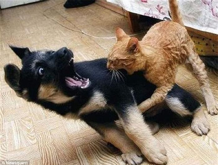 Chơi quyền cước không được ta có thể dùng "tuyệt kỹ cắn bừa".