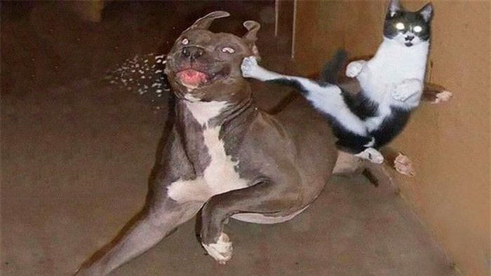 Đến cả Pitbull hung dữ cũng phải ốm đòn.
