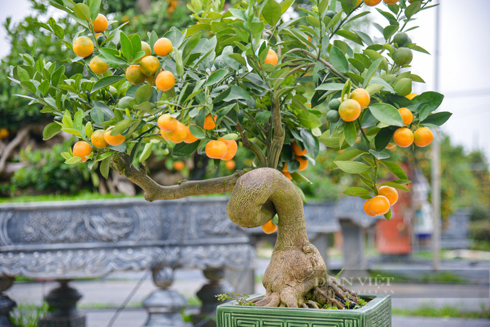 Đến với làng nghề quất Tứ Liên thời điểm này, khách hàng có thể thỏa sức ngắm nhìn hàng chục tác phẩm quất đang vươn mình khoe dáng .