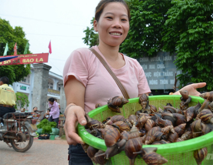 Ở chợ Bao La (huyện Mai Châu, tỉnh Hòa Bình), thứ hút mắt nhất phải kể tới ốc sên. Từng chậu ốc sên con nào con nấy cứ bò vòng quanh miệng chậu, rổ, giương những đôi râu dài như những chiếc ăng ten và cái lưỡi đầy nhớt cứ liên tục đưa qua, đưa lại.