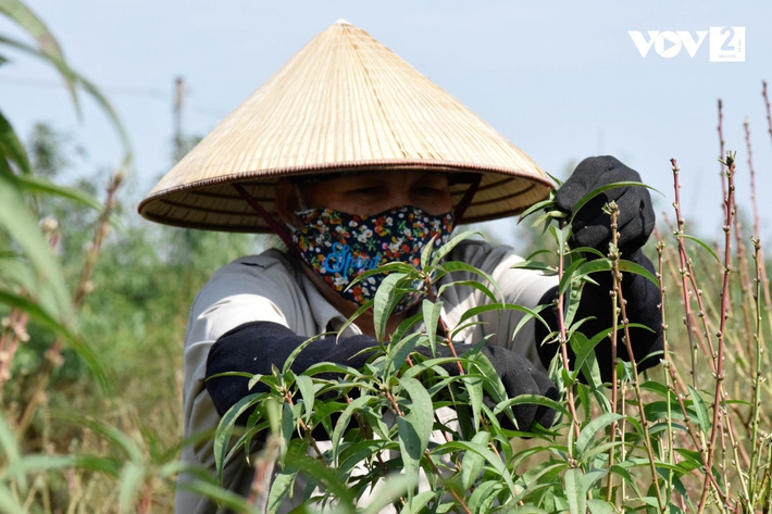 Các công đoạn tuốt lá được thực hiện hoàn toàn theo phương pháp thủ công.