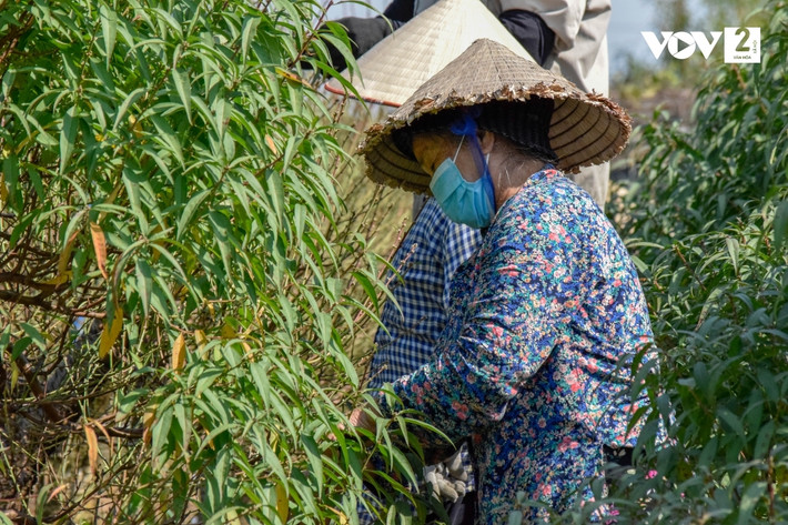 Trung bình mỗi nhân công được thuê tuốt lá khoảng 10 cây đào/ngày, tiền công dao động từ 300.000 - 400.000 đồng.