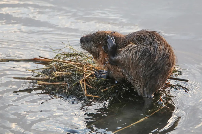 Một con chuột hải ly, hay còn gọi là nutria hoặc coypus, được nhìn thấy trên mặt nước ở Agri, Thổ Nhĩ Kỳ. Loài chuột này có nguồn gốc ở khu vực Nam Mỹ khí hậu cận nhiệt đới và ôn đới, và hiện đang sống ở chân núi Ararat, Thổ Nhĩ Kỳ. (Ảnh: Anadolu Agency/Getty Images)