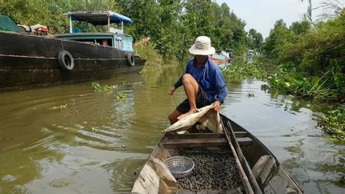 Chỉ với vài miếng bao xi măng cắt nhỏ, một đoạn dây và mấy viên gạch ống, mỗi ngày ông Hiếu có thể kiếm khoảng vài chục kg ốc đắng