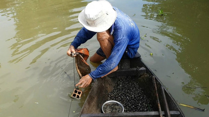 Ông Nguyễn Văn Hiếu (huyện Tháp Mười, Đồng Tháp) với kinh nghiệm nhiều năm sống ở vùng sông nước, ông dùng các vỏ bao xi măng được rửa sạch, cột vào gạch ống và thả dài theo các đoạn kênh, rạch