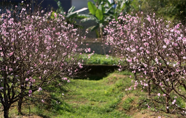 ăm nay là năm nhuần, cộng với thời tiết nắng ấm nên hoa đào nở sớm. Đây là nỗi lo ngại đối với người trồng đào.