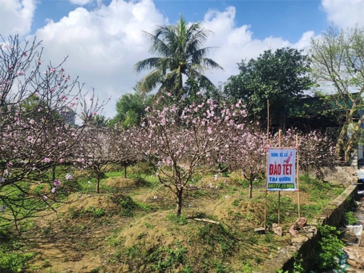 Bạt ngàn một màu phớt hồng của hoa đào khoe sắc, như báo hiệu mùa xuân, không khí tết len lỏi trong từng khu vườn, từng cánh đồng bát ngát trong xã… Nhìn bà con nơi đây ai cũng phấn chấn như mới gặp một vụ mùa bội thu.
