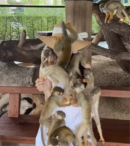 Trong loạt ảnh tiếp theo, có thể thấy cô bị hàng loạt chú khỉ nhỏ leo lên người, đu bám từ vai, tay đến lưng, thậm chí cả vòng một. Có con còn... treo ngược người để trêu chọc.