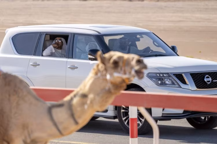 Ở UAE, xe không chỉ đơn thuần là phương tiện đi lại. Đó còn là tuyên ngôn về phong cách sống, địa vị và giá trị truyền thống. Trong khi giới thượng lưu chuộng siêu xe, phần lớn người dân lại chọn xe SUV Nissan Patrol vì những lý do giản dị nhưng thiết thực: bền bỉ, mạnh mẽ và phù hợp với địa hình sa mạc.